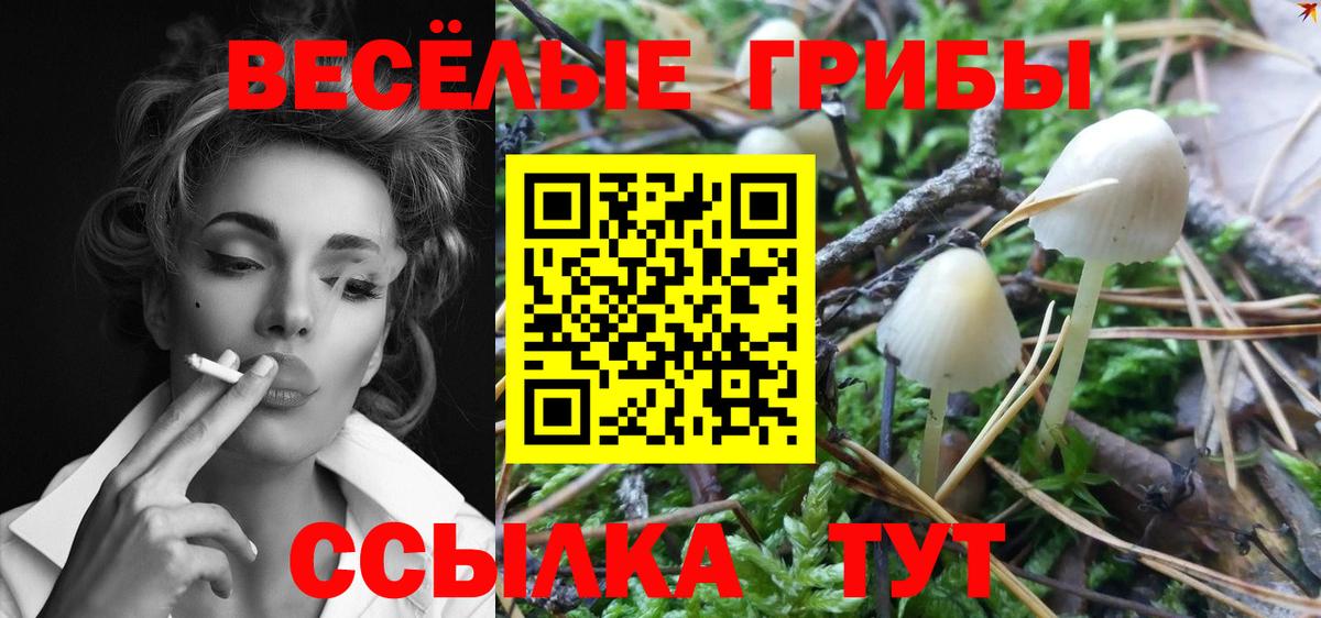 Галлюциногенные грибы Psilocybe Белово